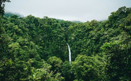 Amazonewoud gekapt om snelweg aan te leggen voor klimaattop: 'Longen van de aarde geofferd op het altaar van klimaathypocrisie'