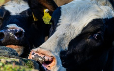 Bovaer-schandaal uitgebroken: koeien vallen om en gaan dood - 'De krankzinnigheid kent geen grenzen'