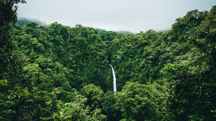Amazonewoud gekapt om snelweg aan te leggen voor klimaattop: 'Longen van de aarde geofferd op het altaar van klimaathypocrisie'