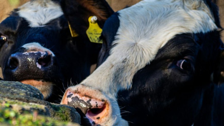 Bovaer-schandaal uitgebroken: koeien vallen om en gaan dood - 'De krankzinnigheid kent geen grenzen'
