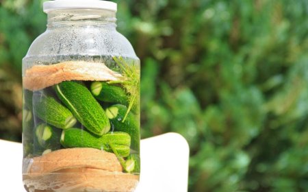 Gefermenteerd voedsel: waarom je darm dit al duizenden jaren nodig heeft
